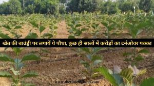 Sagwan Ki Kheti, Business News, खेत की बाउंड्री पर लगायें ये पौधा, कुछ ही सालों में करोड़ों का टर्नओवर पक्का
