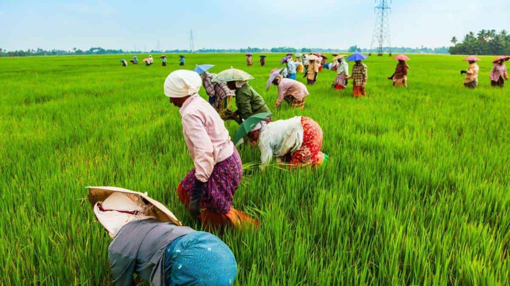 One Village One Crop scheme