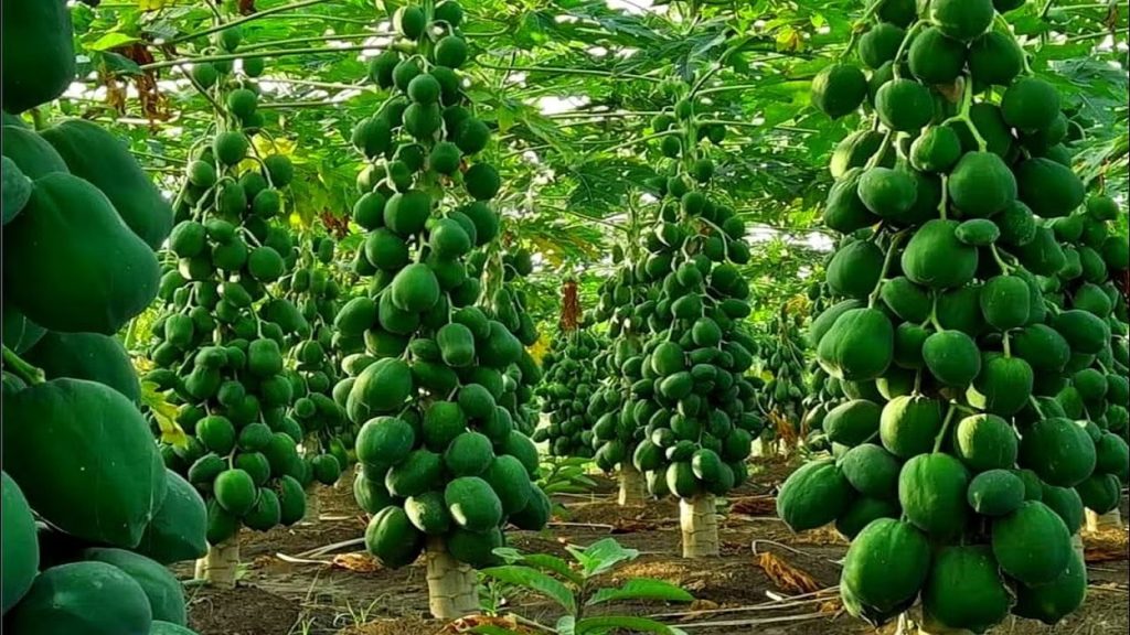 Papaya Farming Subsidy, Agriculture News Hindi