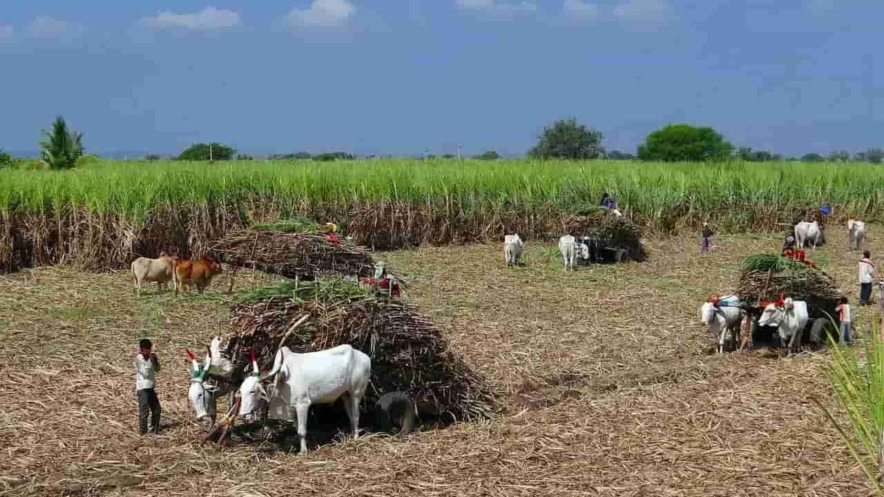 Union Cabinet approves hike in sugarcane FRP